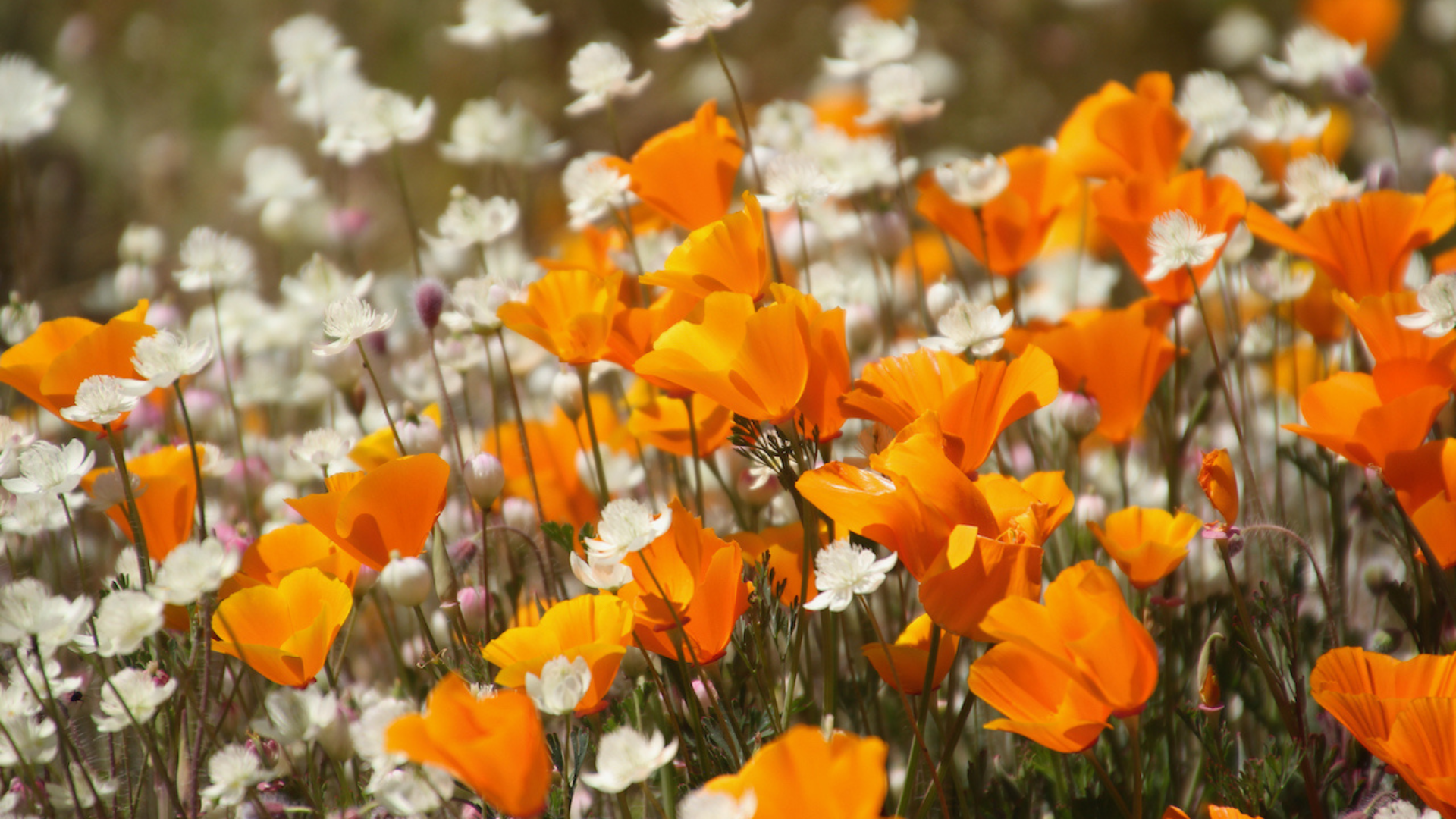 Fundamentals of Southern California Gardening